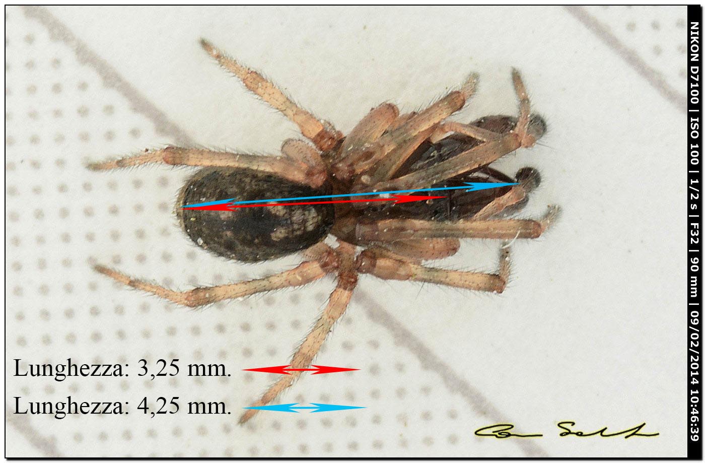 Maschio di Enoplognatha cfr mandibularis - Alghero (SS)